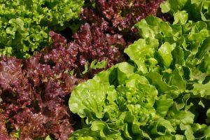 What is lettuce?| Health Benefits of Lettuce