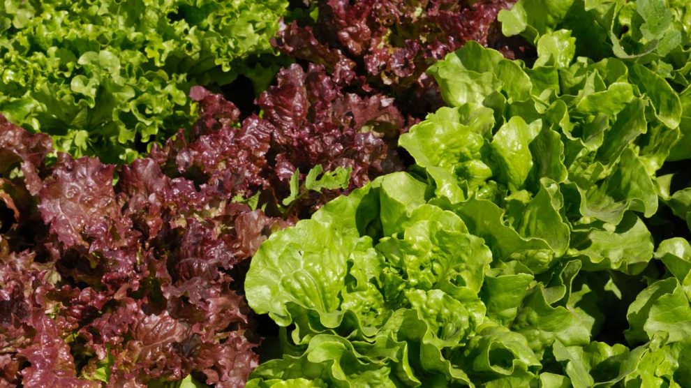 What is lettuce?| Health Benefits of Lettuce